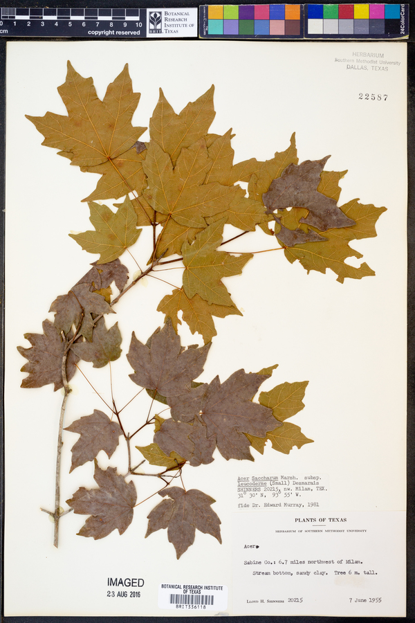 Acer leucoderme image