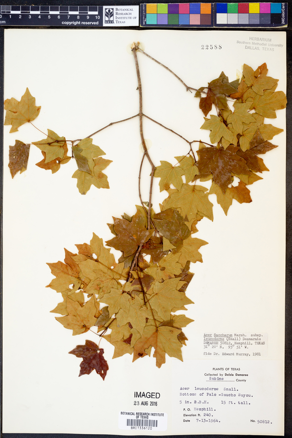 Acer leucoderme image