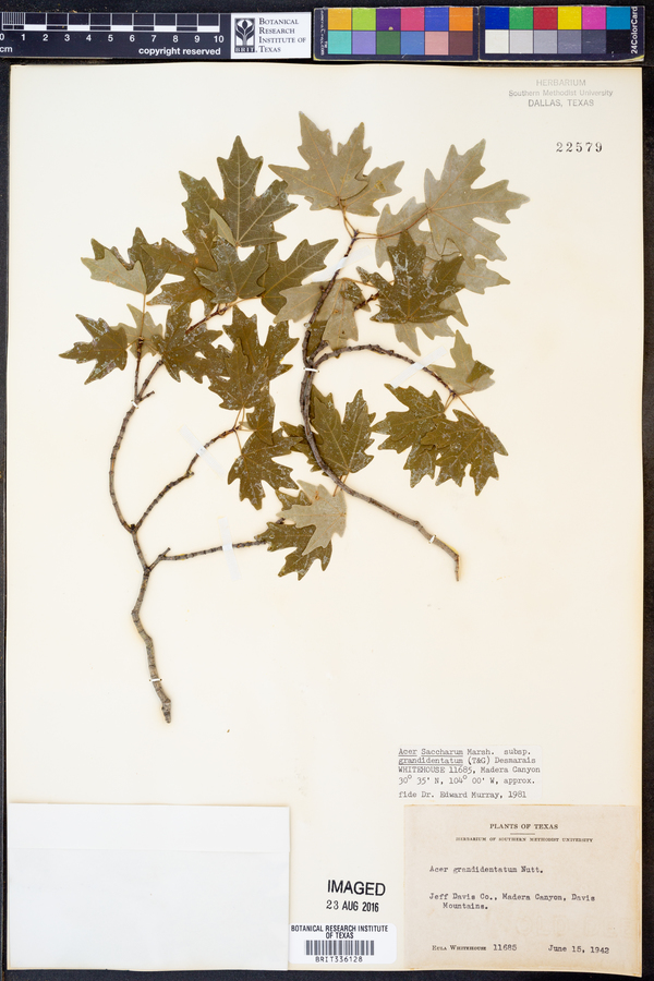 Acer grandidentatum var. grandidentatum image