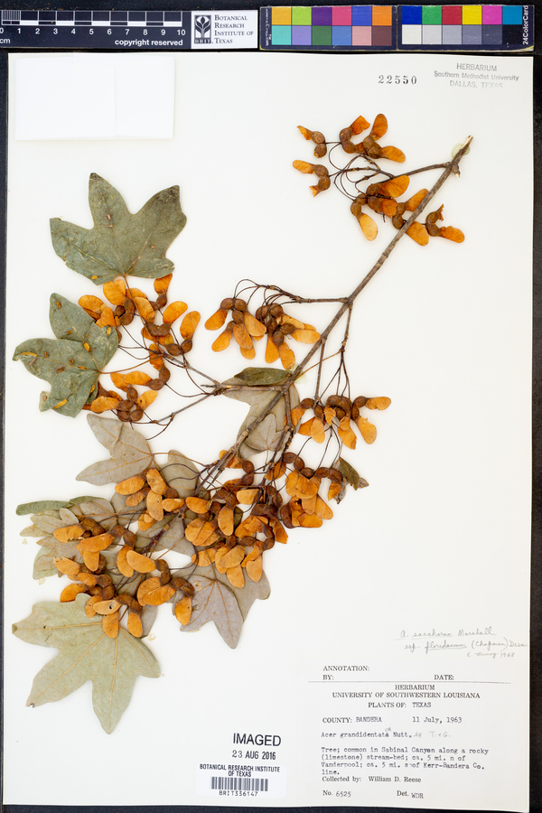 Acer saccharum image