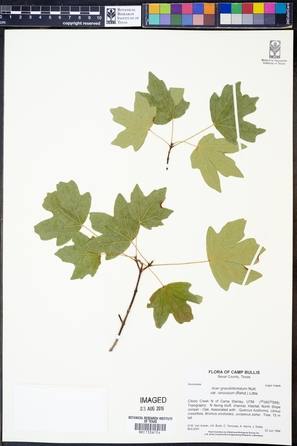 Acer grandidentatum var. sinuosum image