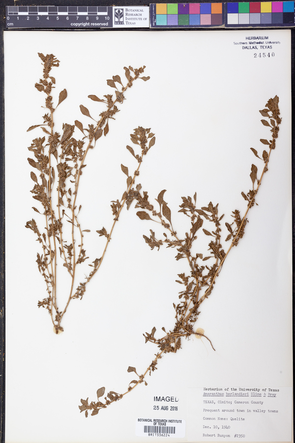 Amaranthus polygonoides image