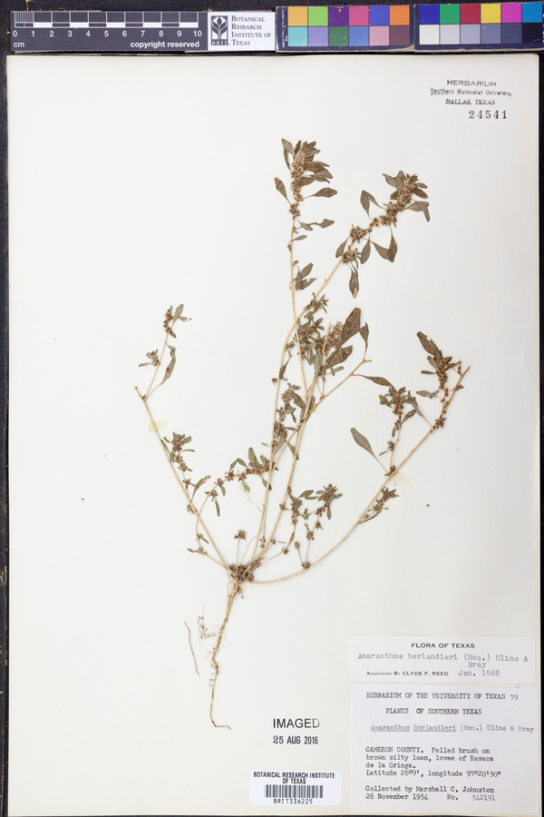 Amaranthus polygonoides image