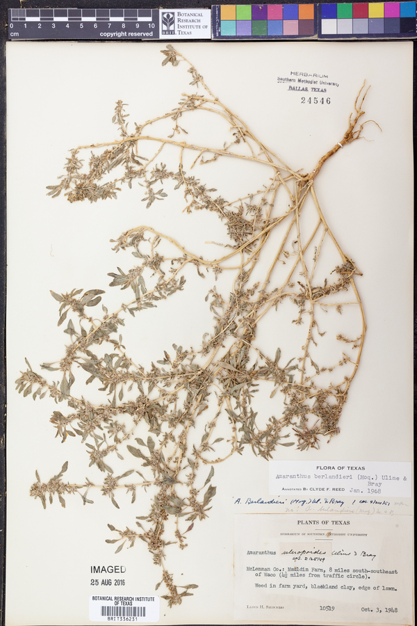 Amaranthus polygonoides image