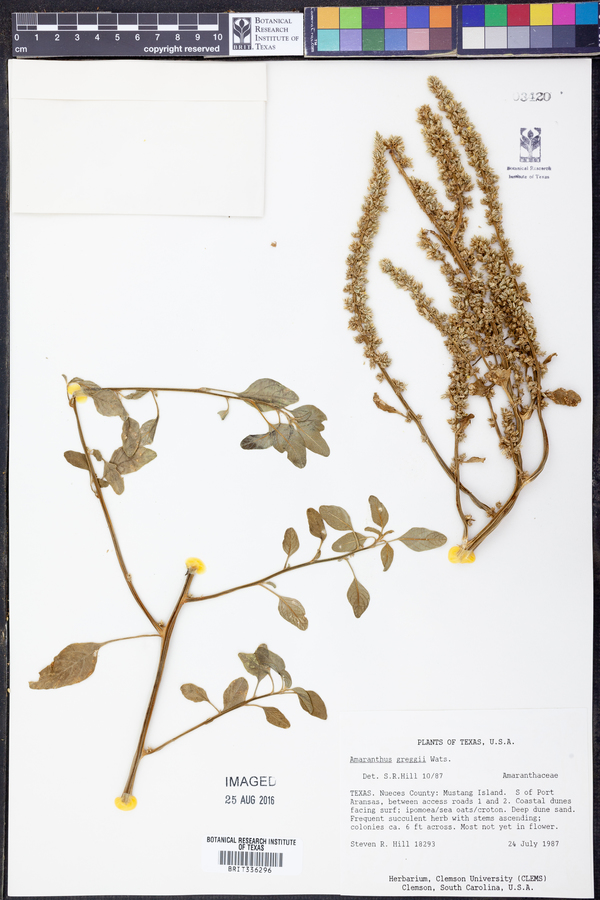 Amaranthus greggii image