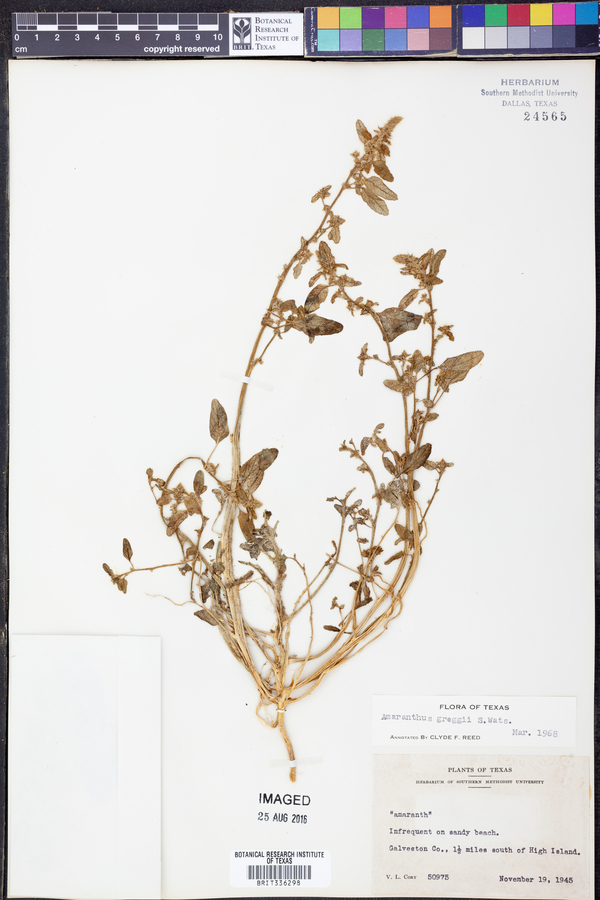 Amaranthus greggii image