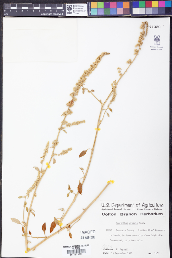 Amaranthus greggii image