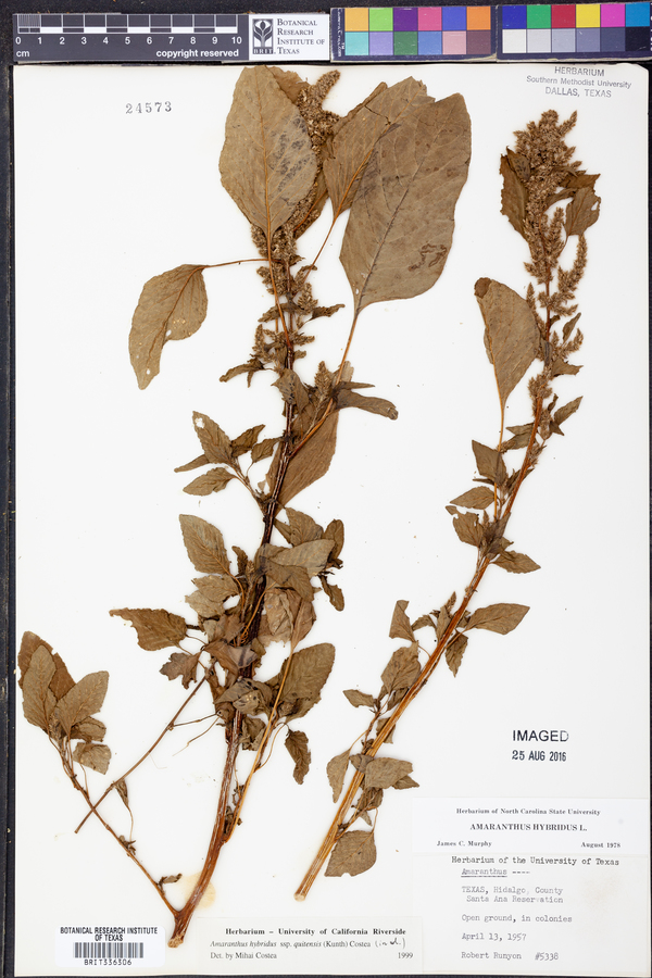 Amaranthus hybridus subsp. quitensis image