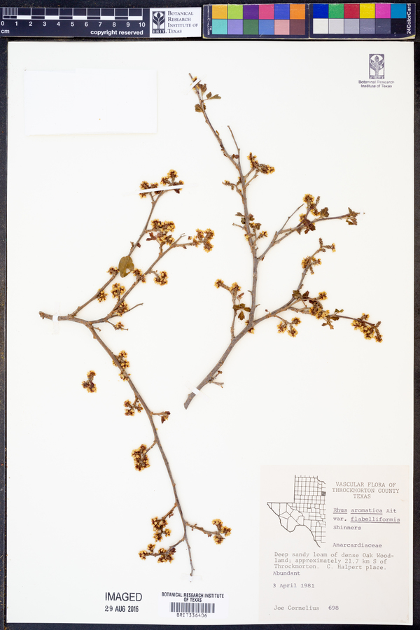 Rhus aromatica var. flabelliformis image