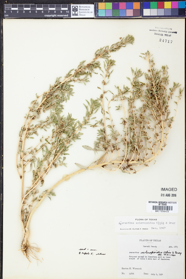 Amaranthus scleropoides image