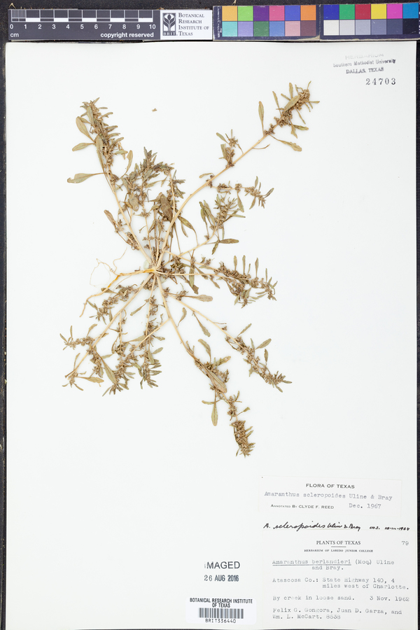 Amaranthus scleropoides image