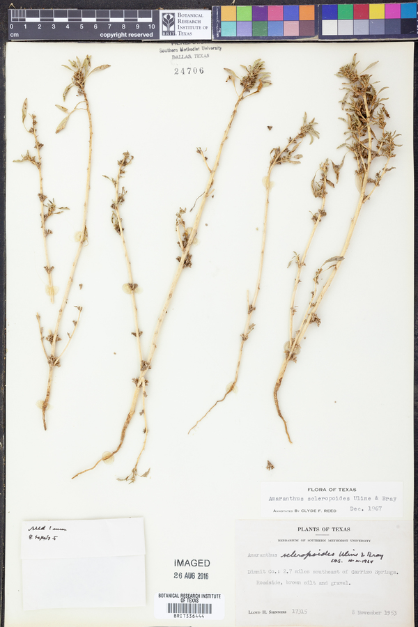 Amaranthus scleropoides image