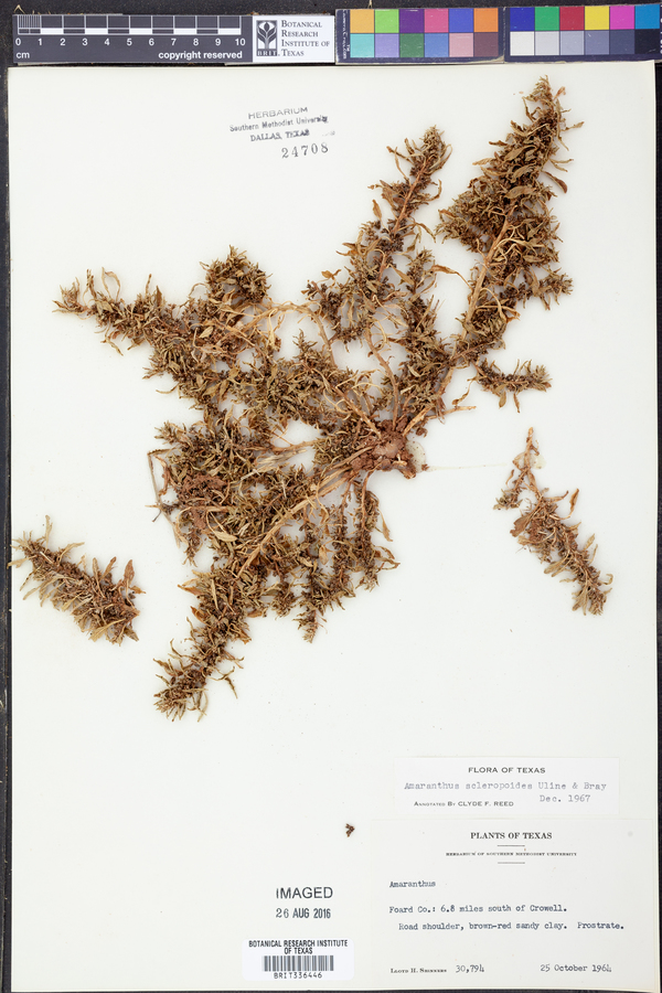 Amaranthus scleropoides image