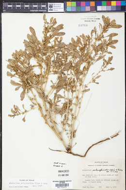 Amaranthus scleropoides image