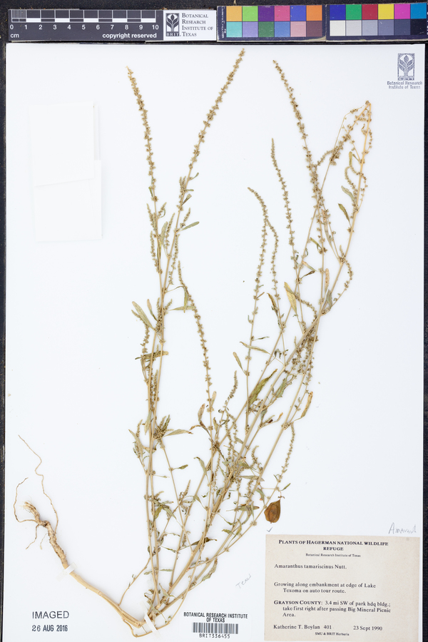 Amaranthus tuberculatus image
