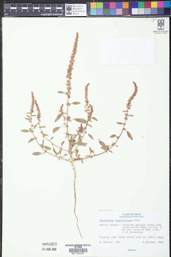 Amaranthus tuberculatus image