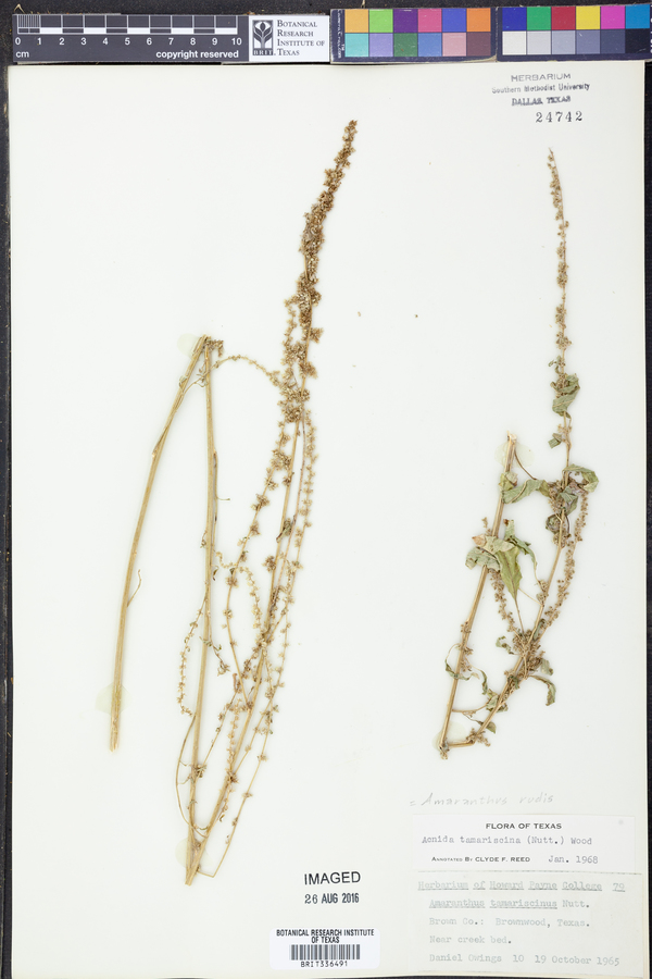 Amaranthus tuberculatus image