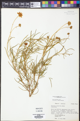 Viguiera stenoloba var. chihuahuensis image