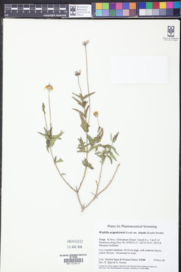 Wedelia acapulcensis var. hispida image