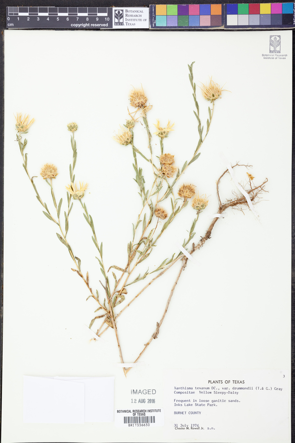Xanthisma texanum var. drummondii image