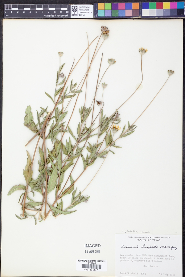 Wedelia texana image