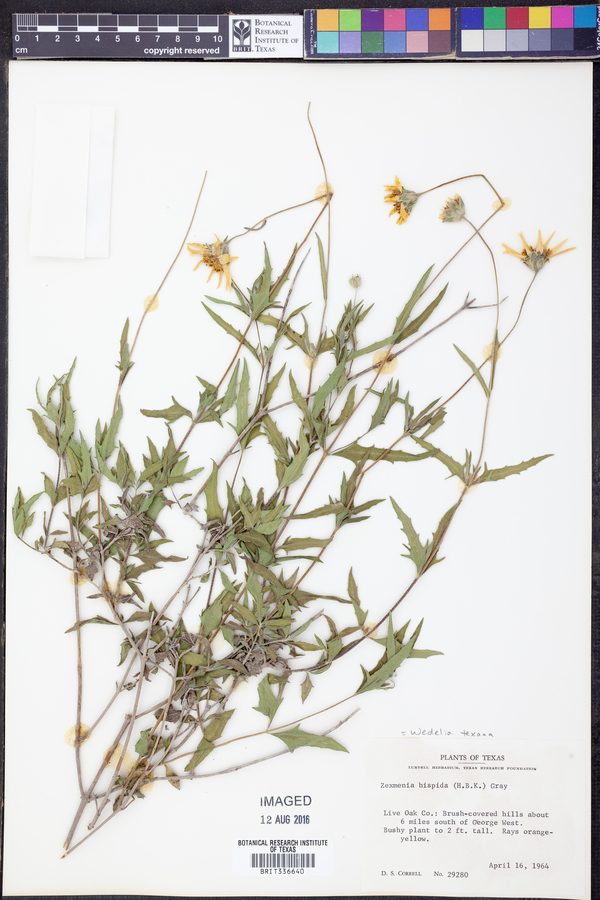 Wedelia texana image