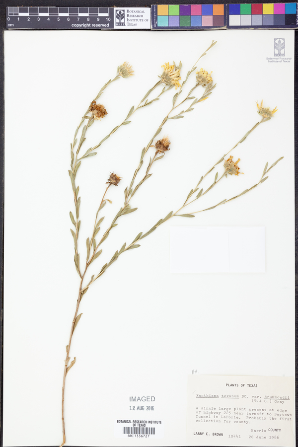 Xanthisma texanum image