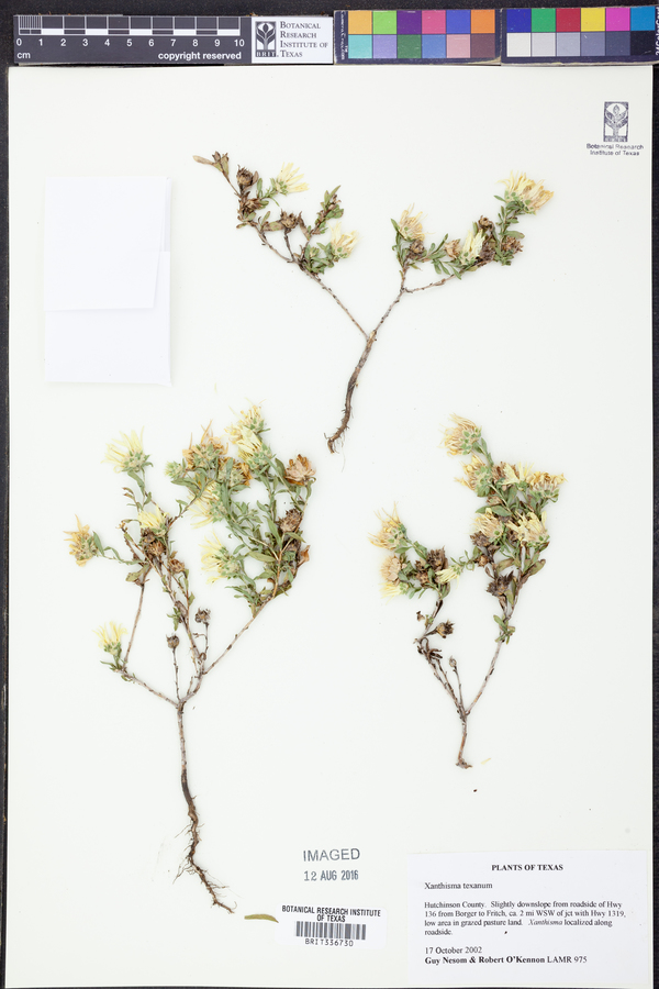 Xanthisma texanum image