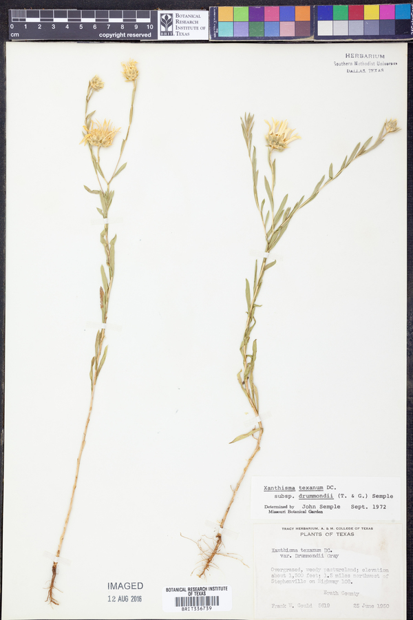 Xanthisma texanum var. drummondii image