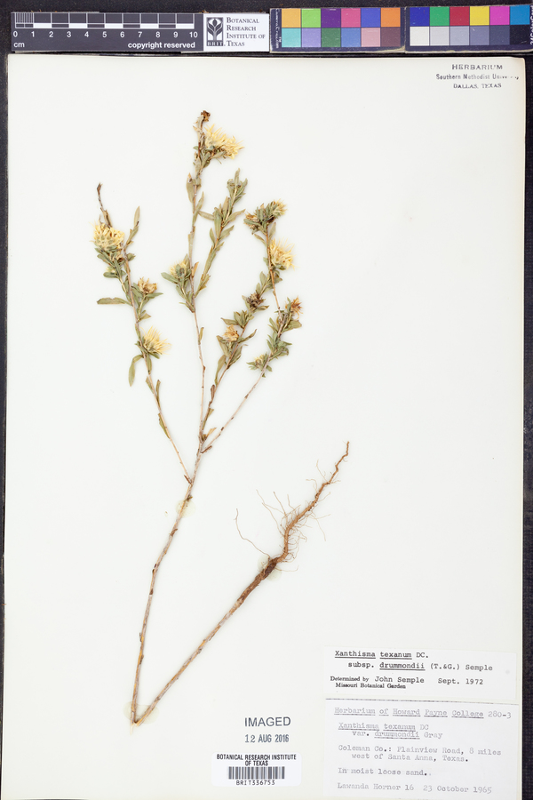 Xanthisma texanum var. drummondii image