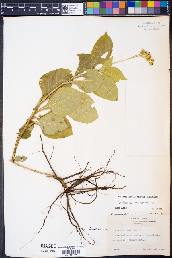 Verbesina microptera image