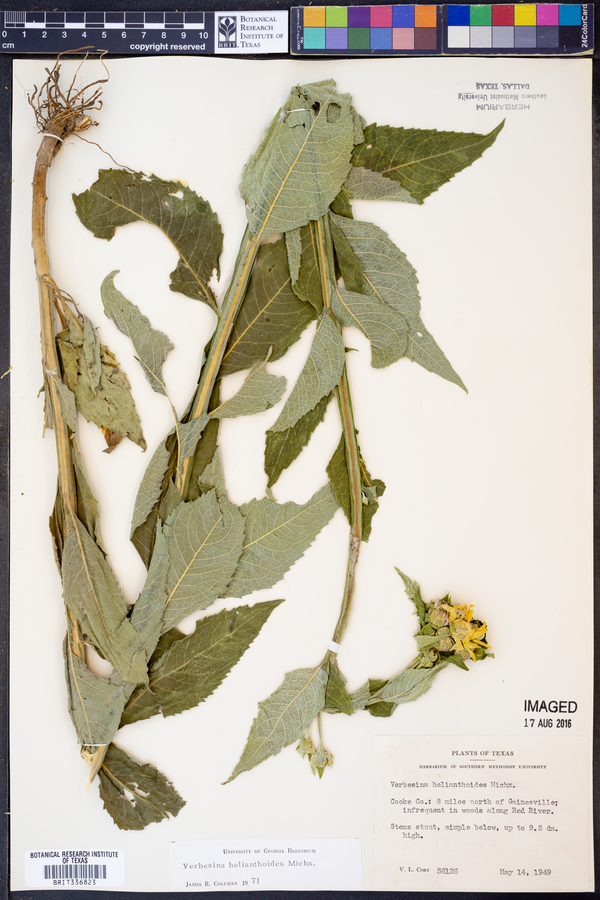 Verbesina helianthoides image