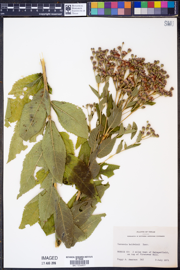 Vernonia baldwinii image