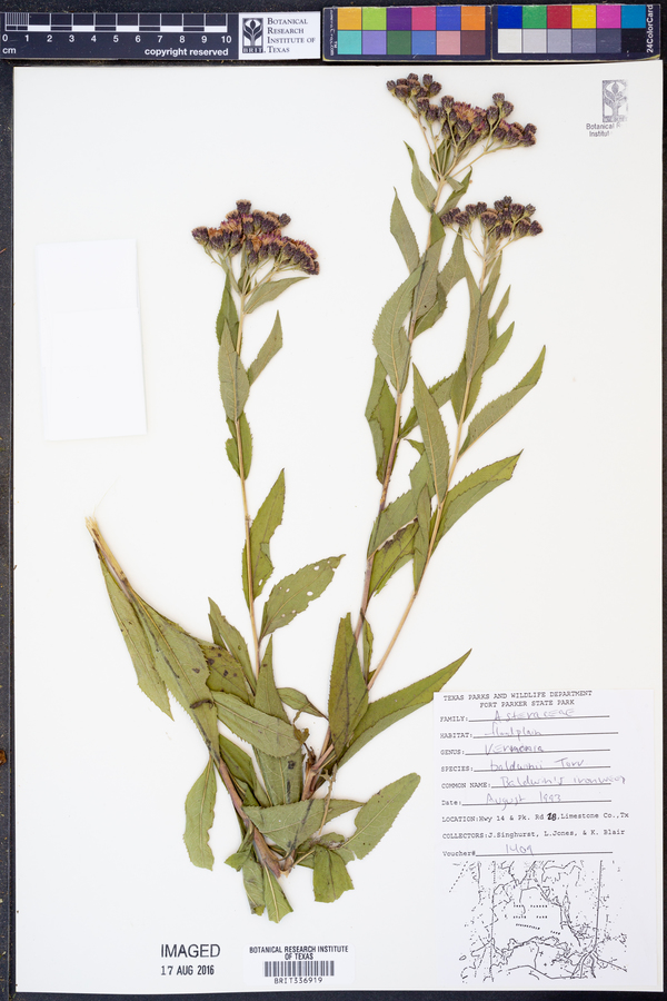 Vernonia baldwinii image