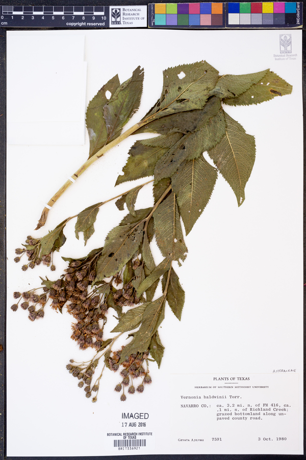 Vernonia baldwinii image