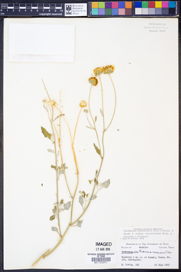 Verbesina encelioides subsp. exauriculata image