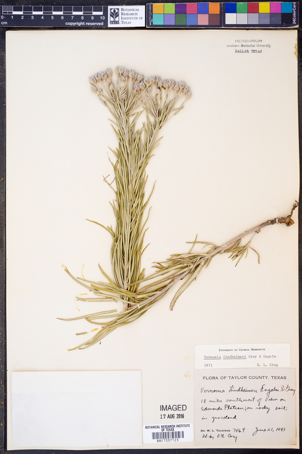 Vernonia lindheimeri image
