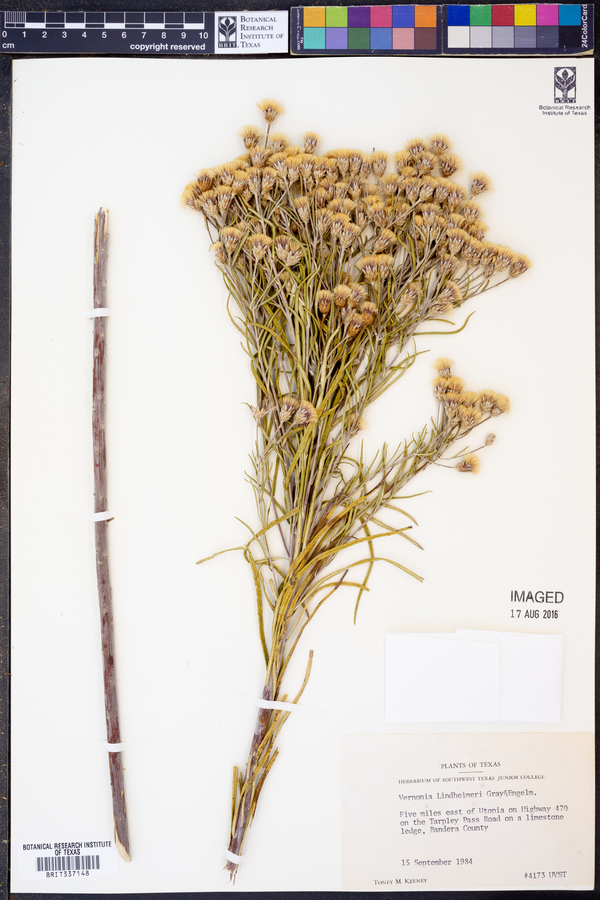 Vernonia lindheimeri image