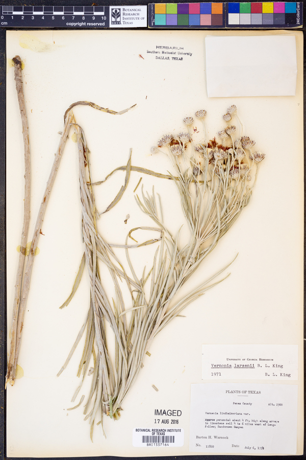 Vernonia larsenii image