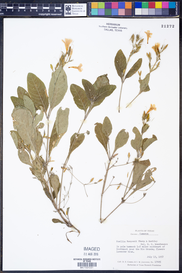 Ruellia runyonii image
