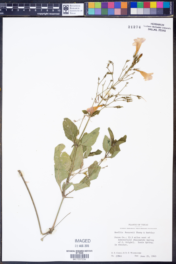 Ruellia runyonii image