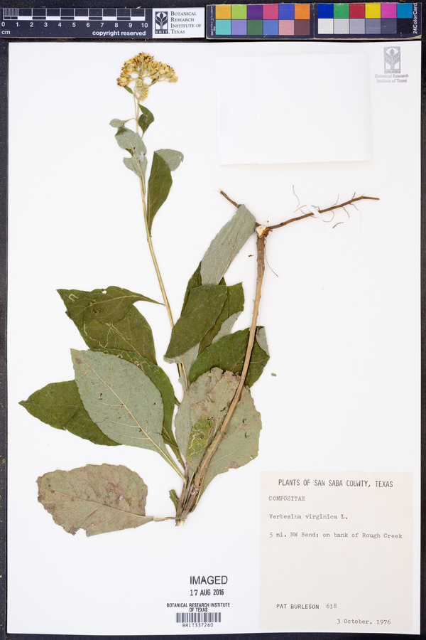 Verbesina virginica image