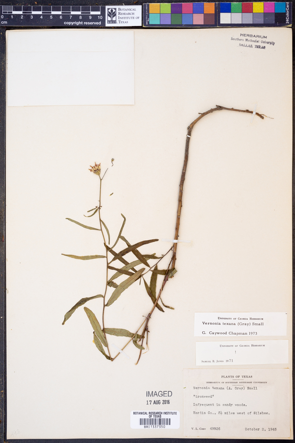 Vernonia texana image