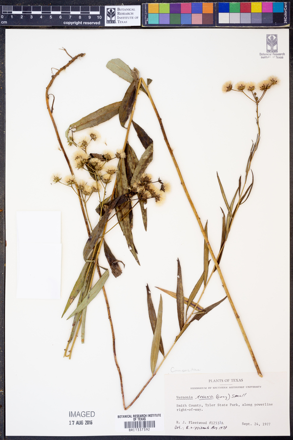 Vernonia texana image