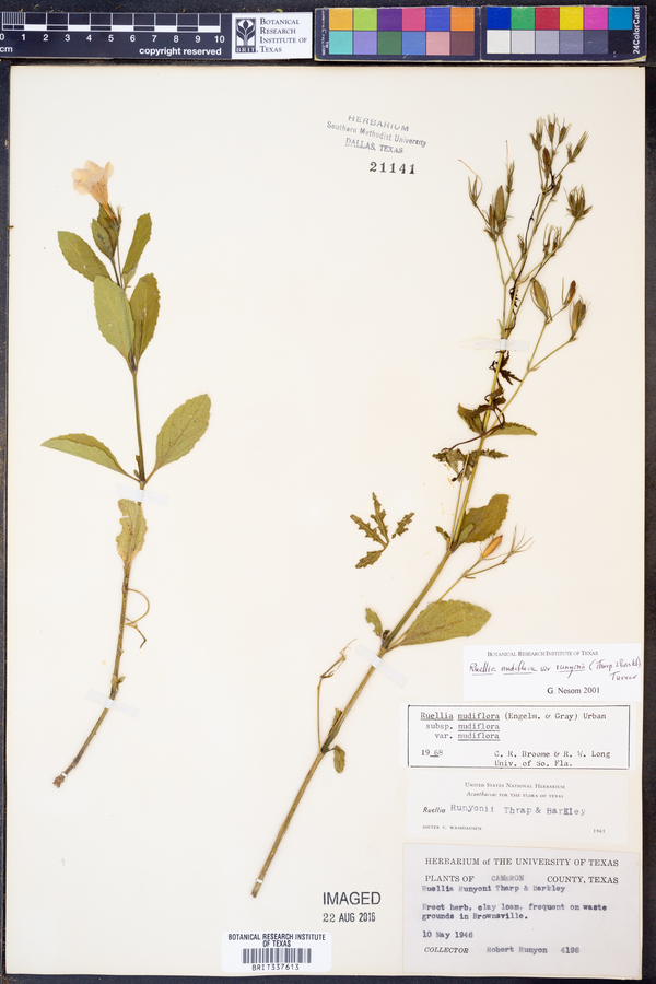 Ruellia nudiflora var. runyonii image