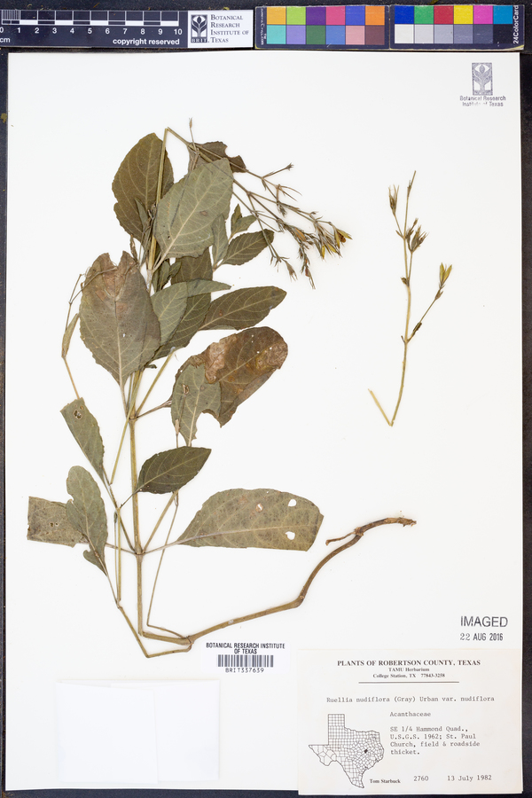 Ruellia nudiflora var. nudiflora image