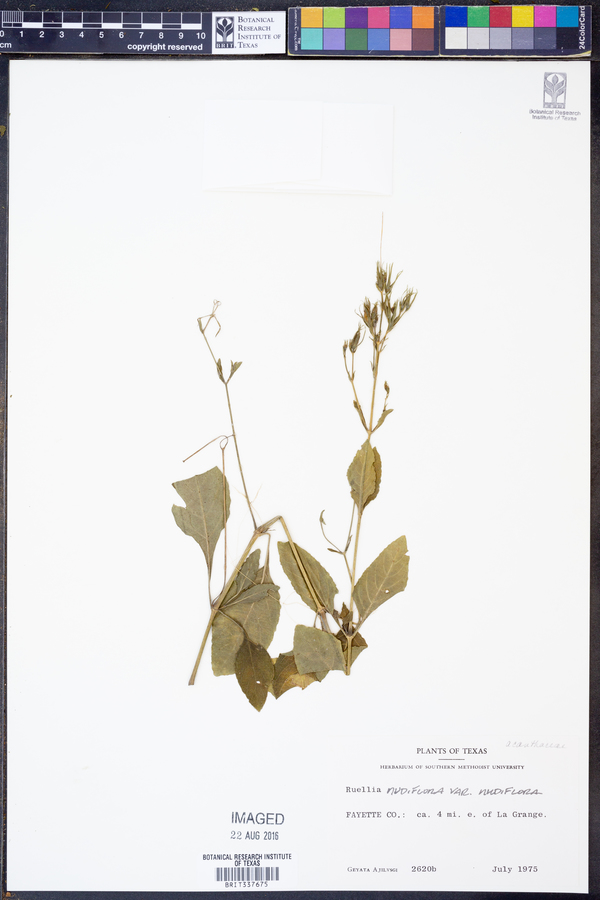 Ruellia nudiflora var. nudiflora image