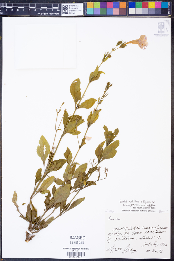 Ruellia nudiflora var. nudiflora image