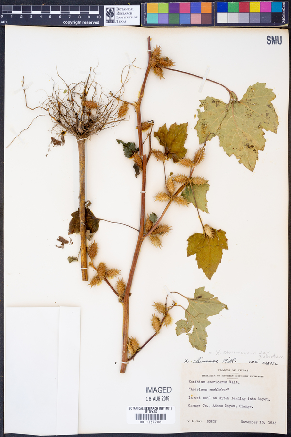 Xanthium strumarium var. glabratum image