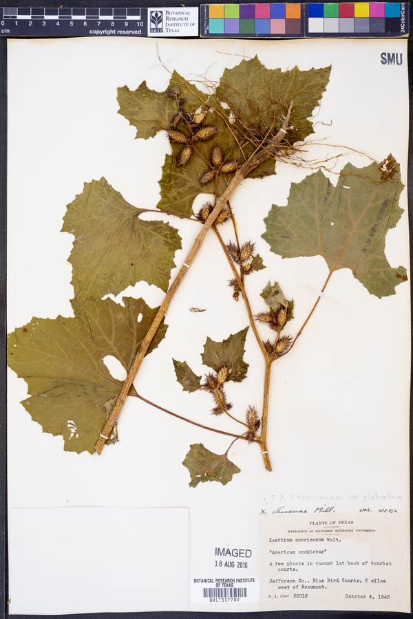 Xanthium strumarium var. glabratum image